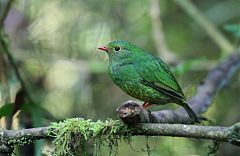 Green-and-black Fruiteater